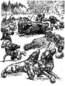 Early Lithuanians hunt an aurochs ( tauras ) while keeping wolves at bay.