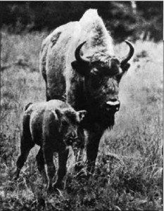 The stumbras returned to Lithuania after an absence of over 200 years. The first calf was born in 1971 at the Pašiliai preserve. It was named "Lieknas ("Slender").