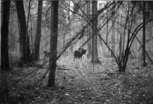 Stumbrai in the Bialovieža forest, now in Poland