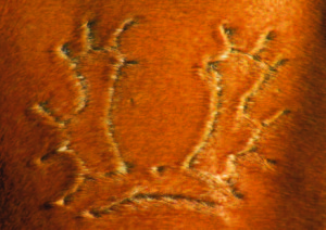 The brand of the Trakėnai breed of horses – an elk with seven-pronged antlers.