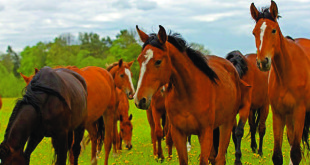 Lithuanian-bred horses.