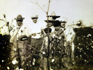 Lithuanians picking cotton in Oklahoma.