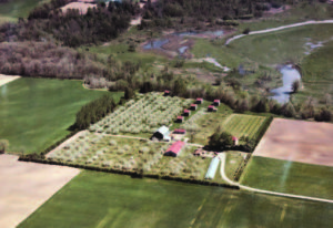 An aerial view of the Bersėnas family farm as it appeared in the mid 1970s. Now, Highway 402 runs from left to right through the center of the property.