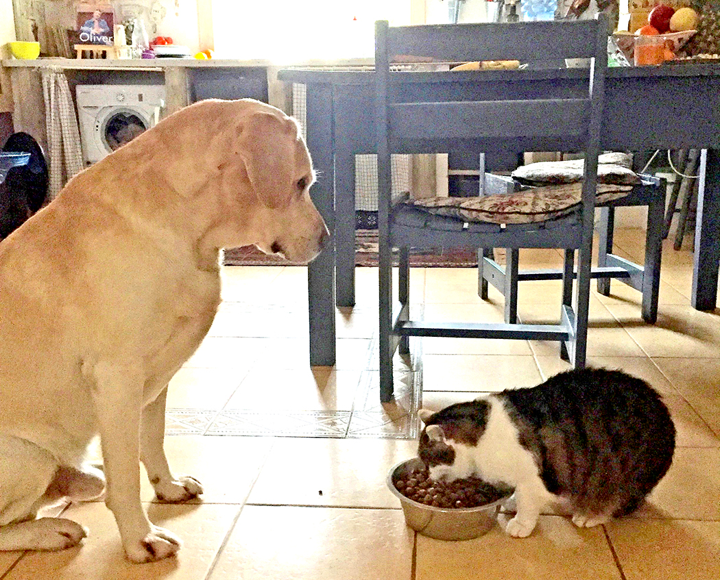 Šuo Rūkas ir katė Pica.