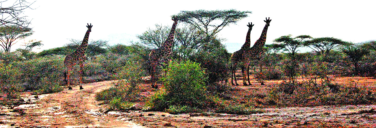 Sutikti kelyje žirafą – įprastas reiškinys.