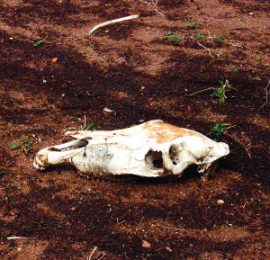 Asilo skeletas, kurių sausros metu čia galima pamatyti šimtais.