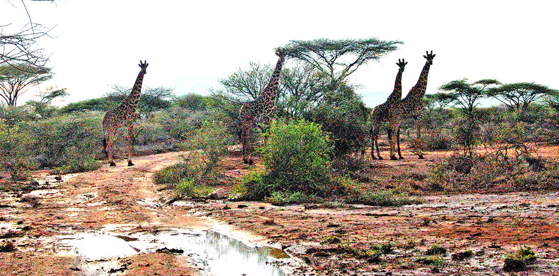 Kelyje sutikta žirafų šeima.