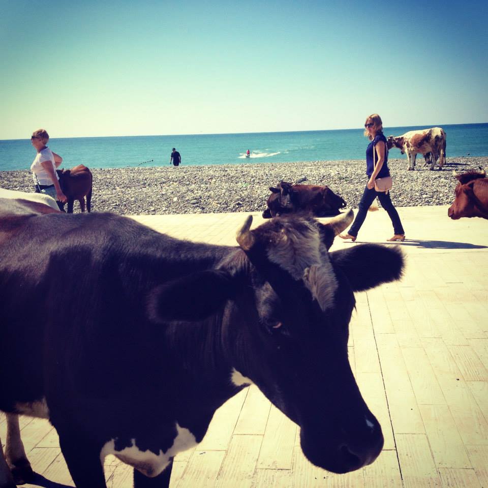 Įprasti ir kasdieniai Sakartvelo vaizdai: pliaže besiganančios karvės.